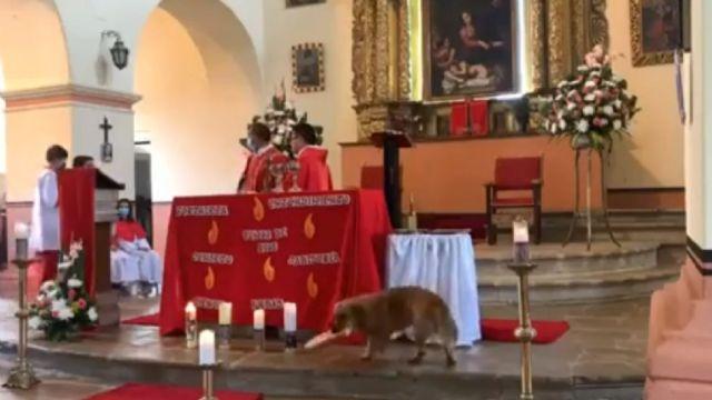 "Ya no va al cielo": Perrito entra a una iglesia y se roba el pan en plena misa