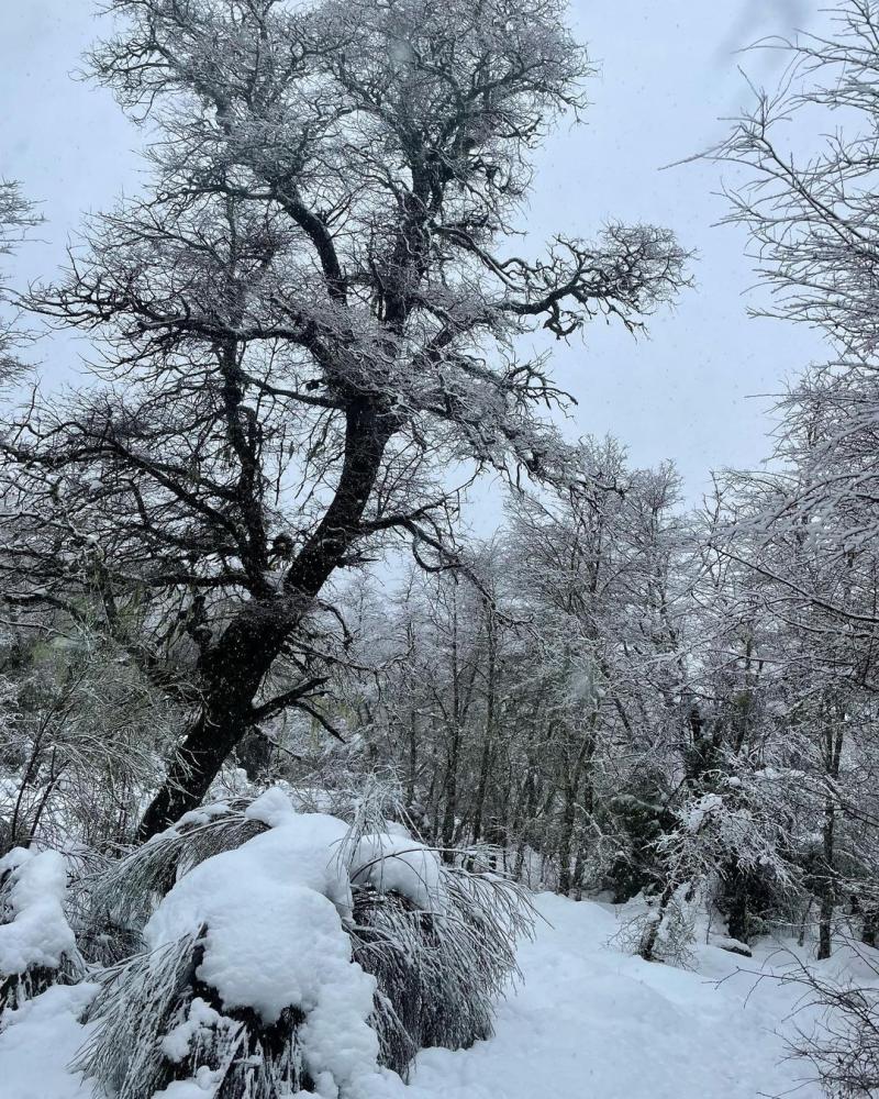 El viaje de Soledad Onetto