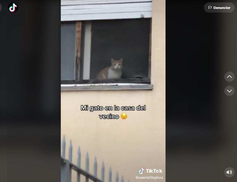 “Tiene doble vida”: Salió a buscar a su gatito y lo encontró en la casa del vecino