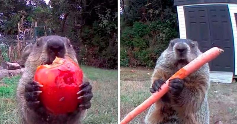 "Ya es personal": Marmota es captada comiendo cosecha de un granjero mirando fijamente la cámara de seguridad