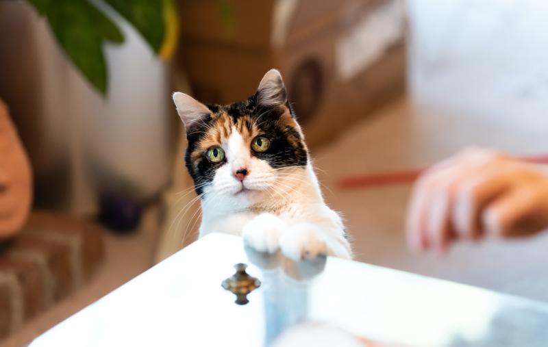 Día Internacional del Gato