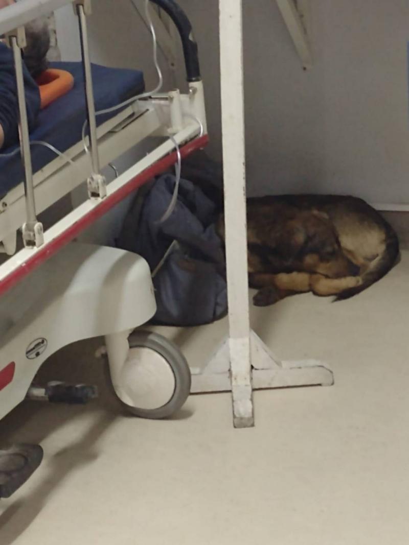 Conmovedor registros dan cuenta de la lealtad de un perrito en San Antonio, que siguió a su dueño detrás de una ambulancia hasta el hospital.