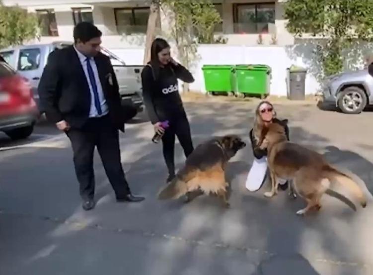 Logró reencontrarse con sus perritas pastor alemán tras violento robo en Peñalolén