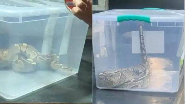 Familia vivió minutos de pánico al encontrarse con gran serpiente pitón al interior de su departamento en Macul
