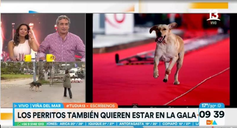 ¡Encantadores! Perritos se robaron la película en los preparativos para la Gala de Viña