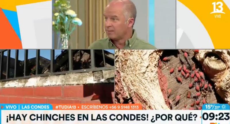 Plaga de chinche del arce en la comuna de Las Condes