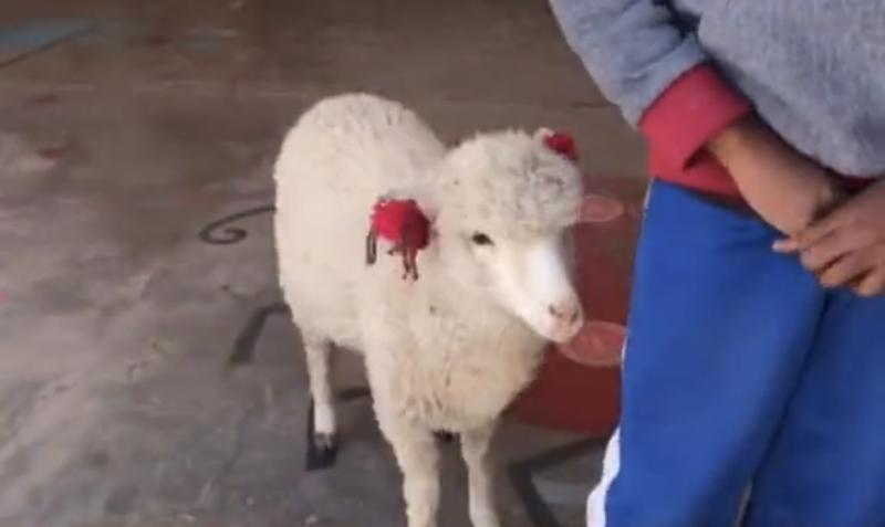 Niño no quiso dejar sola a su oveja y la llevó clases