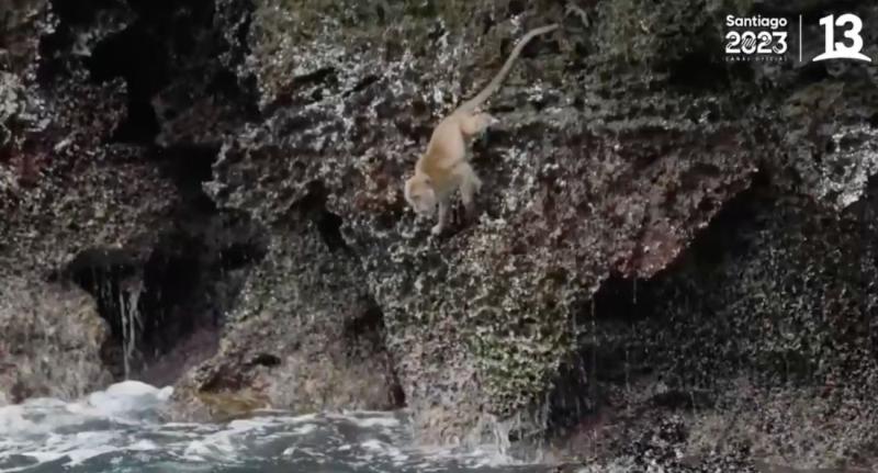 Jorge Zabaleta intentó alimentar a un mono pero el animal casi muere