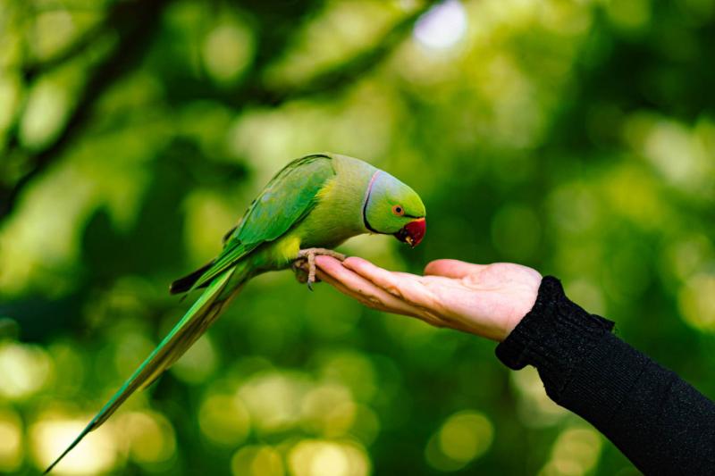 Loro fue clave para encontrar al asesino de su dueña