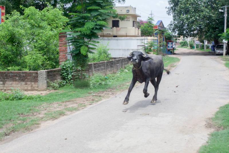 Vaca voladora cayó encima de un hombre y lo mató