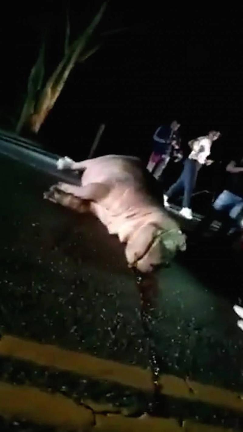 Hipopótamo de Pablo Escobar murió tras chocar con un vehículo