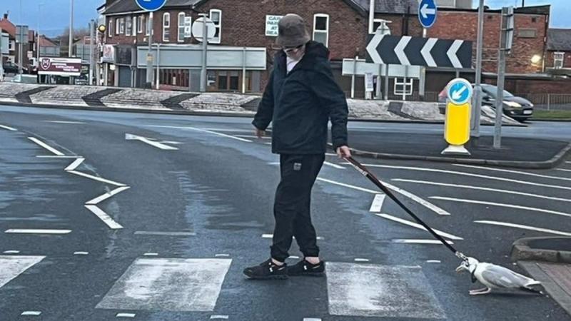 Gaviota es arrastrada con una correa de perro