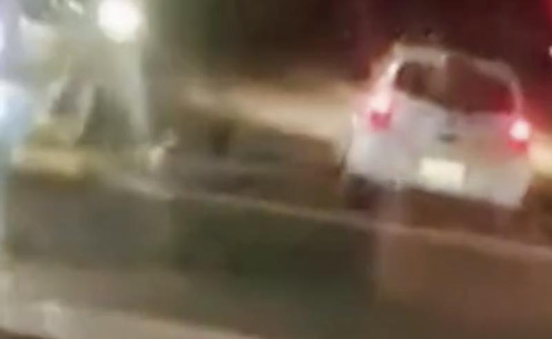 Mujer abandonó perros en Rancagua