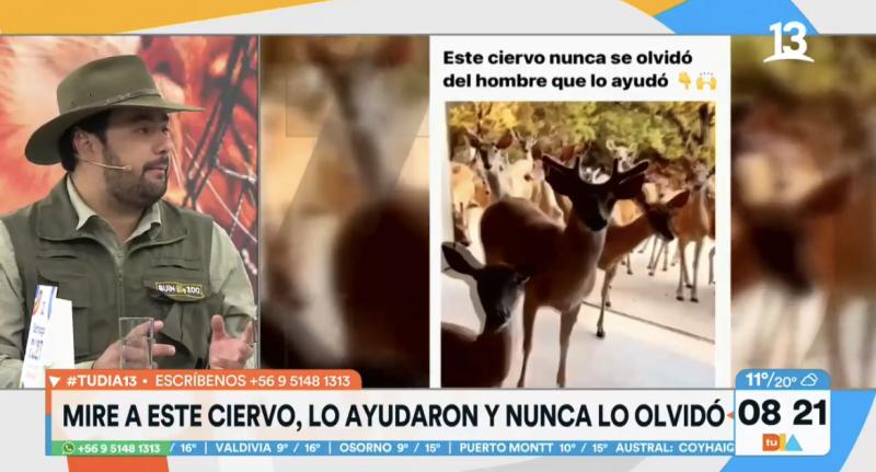 Ciervo visita al hombre que lo salvó de morir