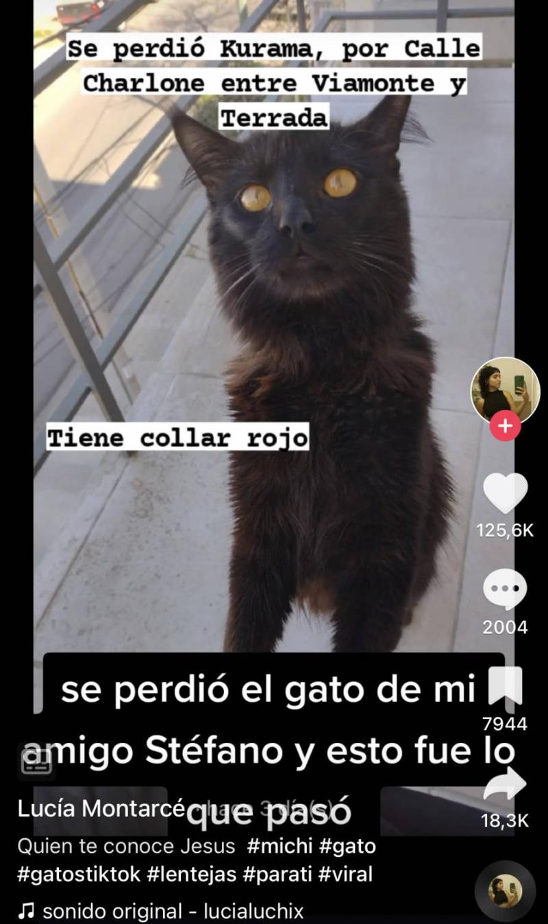 Gato resucitó y fue a despertar a su dueño