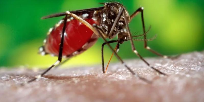 Mosquito del dengue