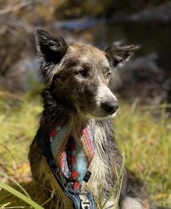 PERRITA ESTADOS UNIDOS
