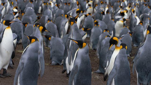 Pingüino emperador podría desaparecer