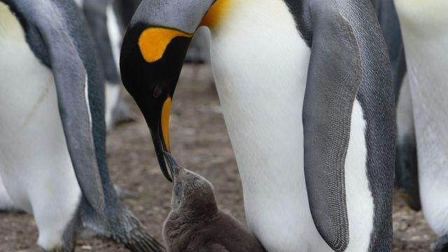 Pingüino emperador podría desaparecer