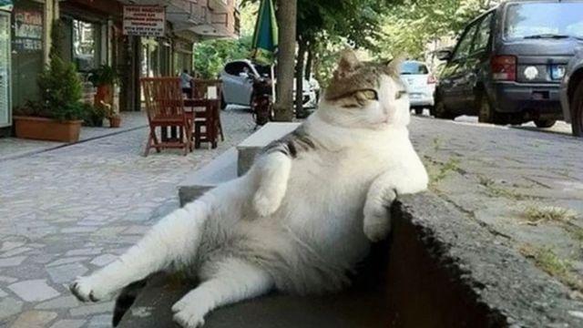 GATO ESTAMBUL TOMBILI