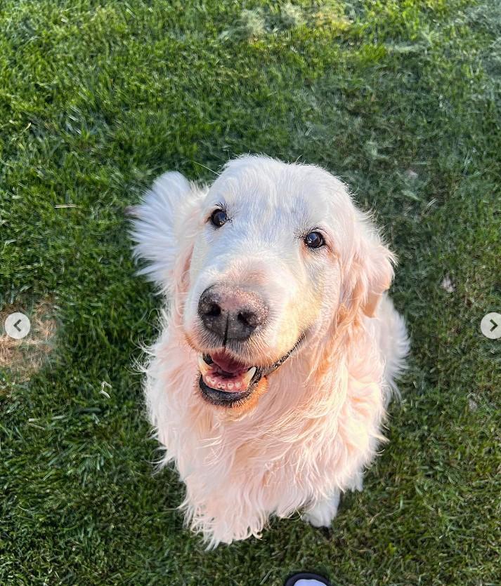 atom el perrito de alexis