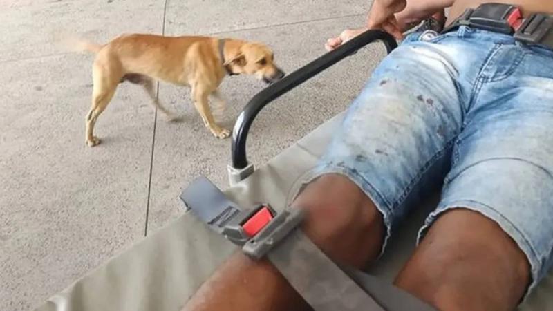 Perrito persiguió ambulancia que llevaba a su dueño atropellado