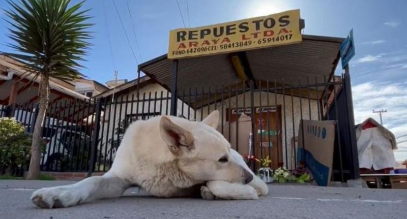 Perritos esperan a comerciante asesinado que los alimentaba