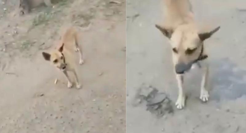 Perrito persiguió ambulancia que trasladaba a su dueño atropellado