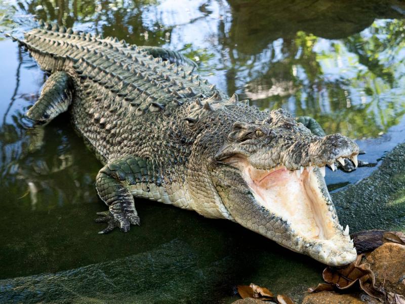 Anciano de 72 años despedazado por cocodrilos