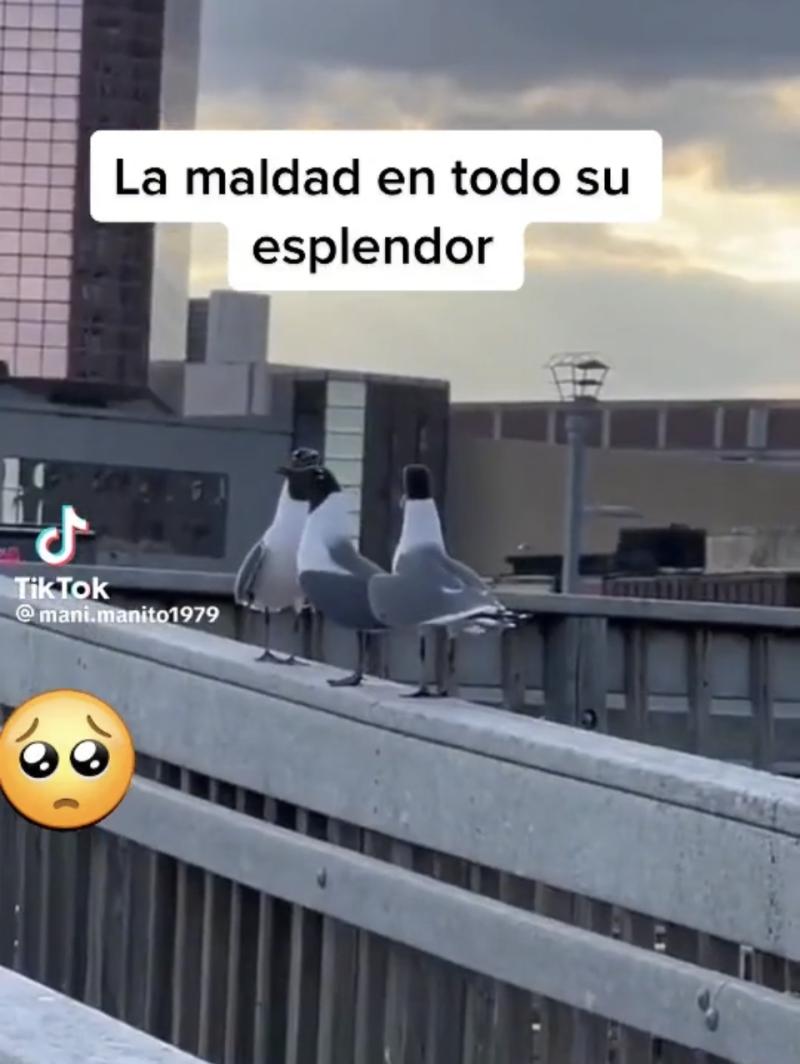 Gaviotas empujan a otra ave de un edificio