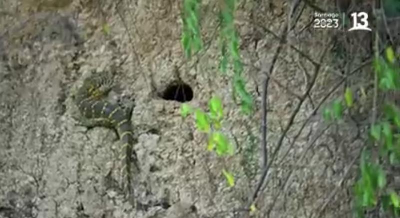 Pancho Saavedra y Jorge Zabaleta alucinan al ver un enorme lagarto