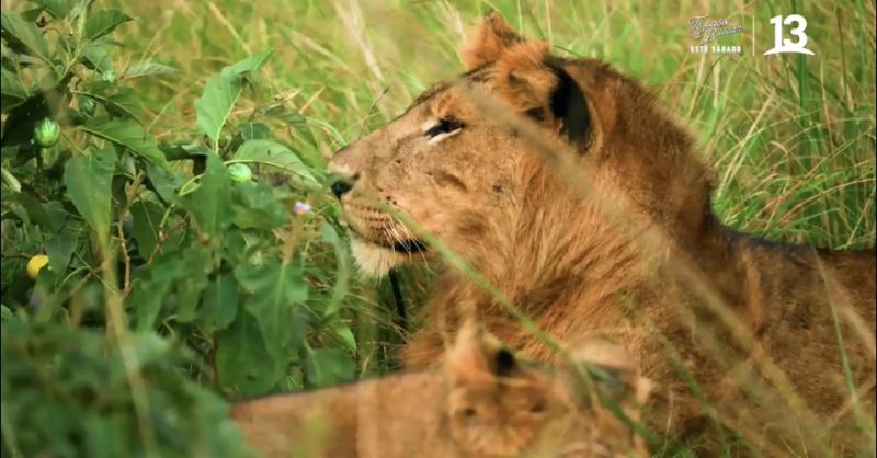 Jorge y Pancho viven emocionante encuentro con leones