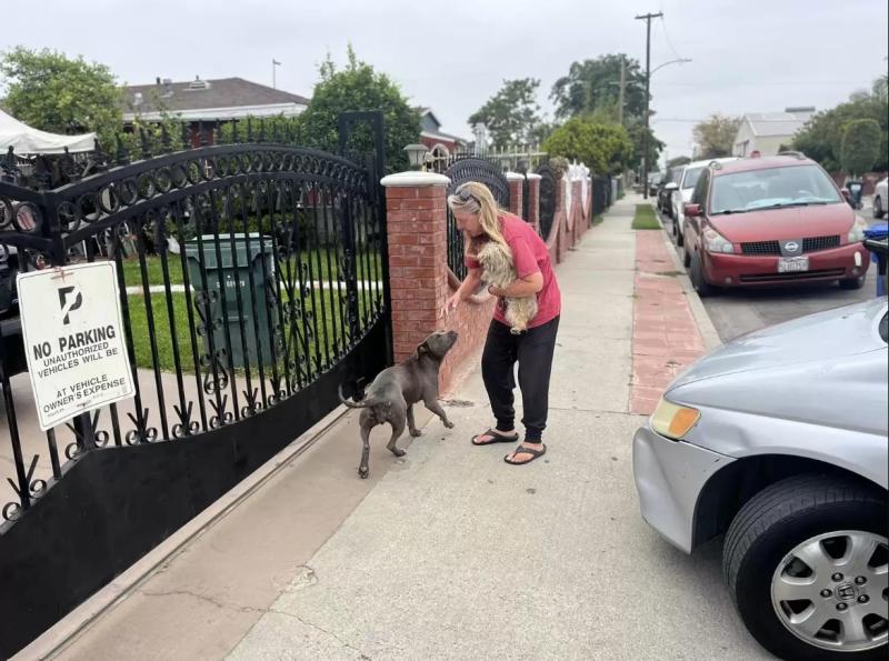 La amistad de esta Pitbull y la Yorkie