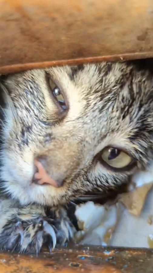 Madre atrapada en contenedor