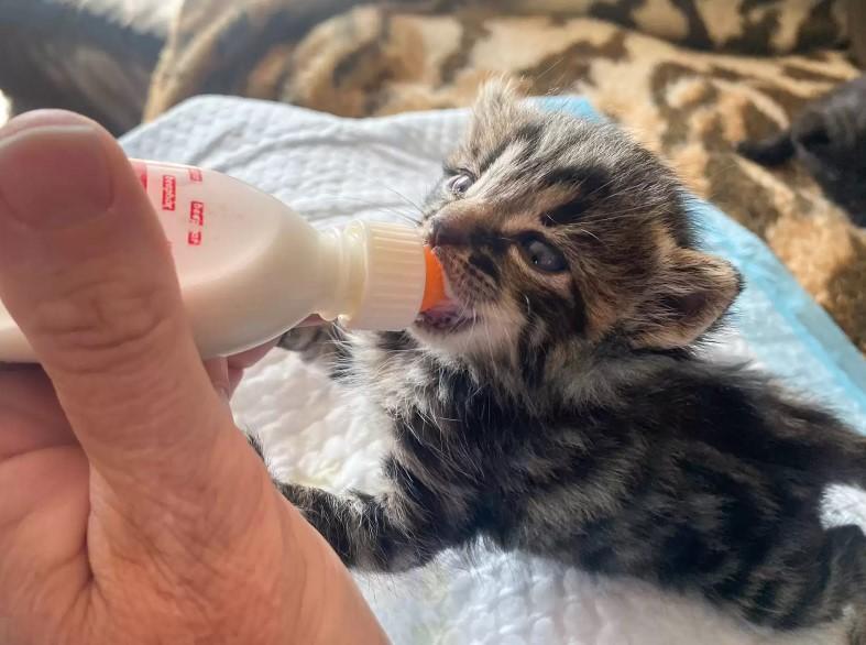 Biff, el gato rescatado