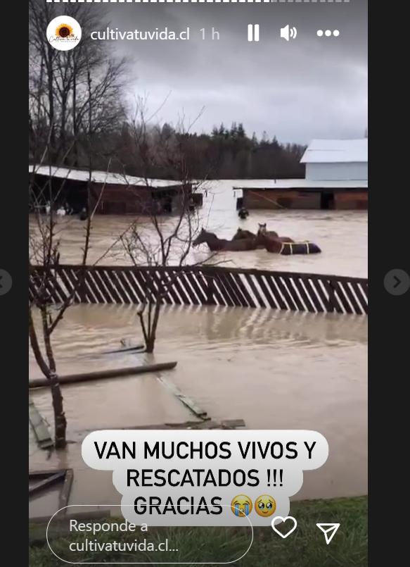 Rescate de los caballos