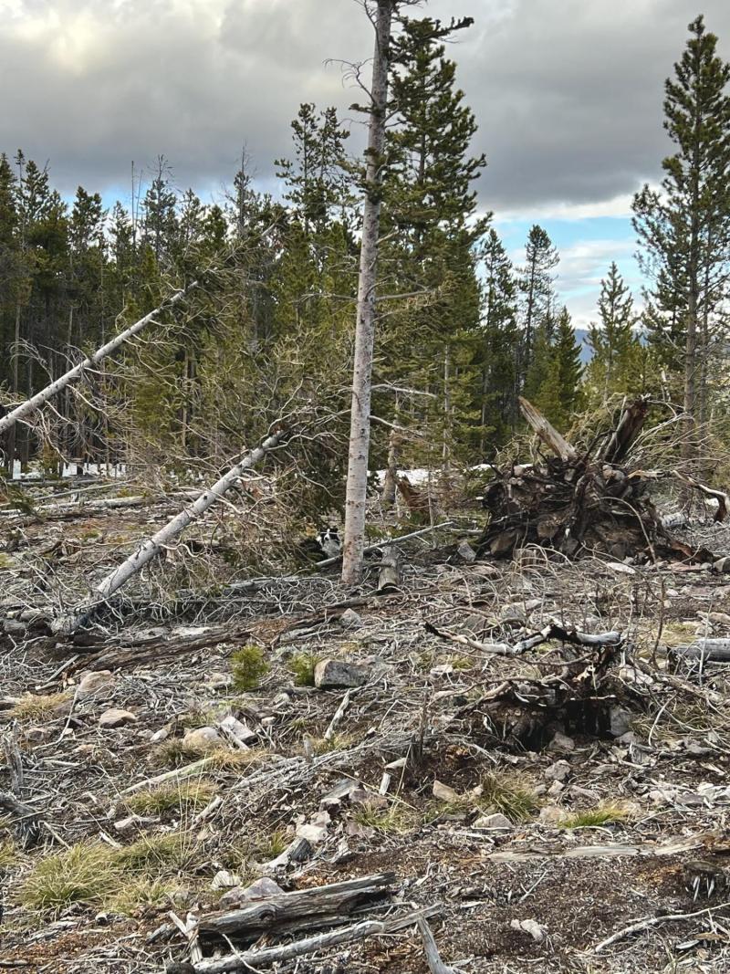 Bosque donde se perdió Riley