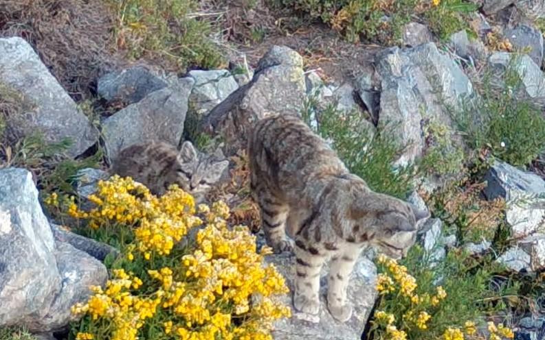 GATO ANDINO Y SU CACHORRO