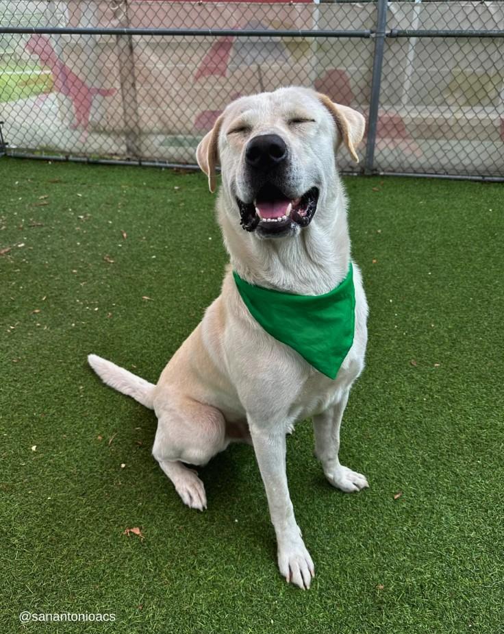 LUCKY DEMOSTRANDO SU ALEGRÍA