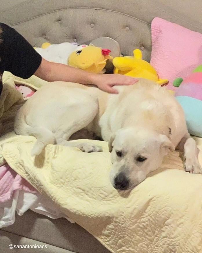 LUCKY ACOSTADO CON SU NUEVA FAMILIA