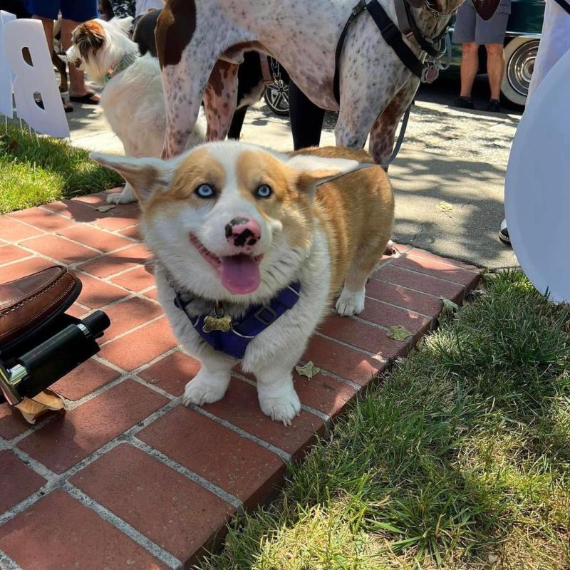 PERRITOS SALUDAN A DR. MOORE