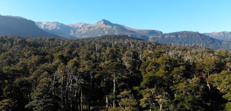 13C estrena documental “Pewen”: El árbol sagrado está desapareciendo