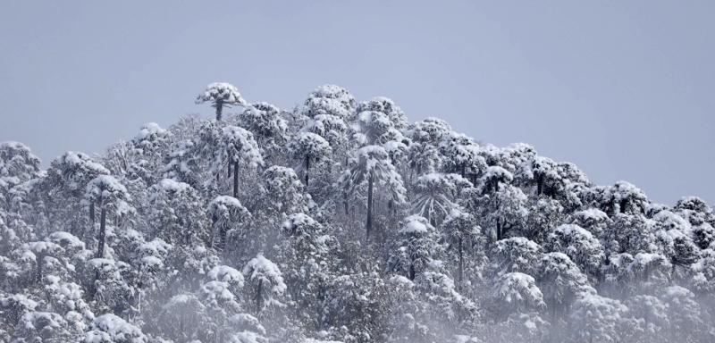 13C estrena documental “Pewen”: El árbol sagrado está desapareciendo