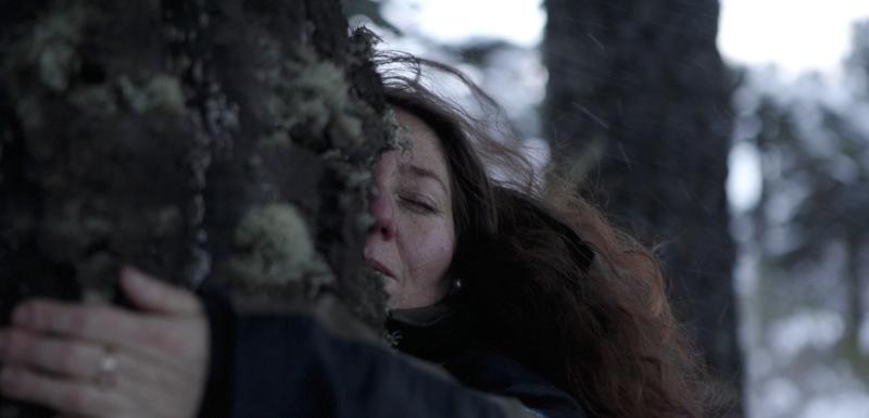 13C estrena documental “Pewen”: El árbol sagrado está desapareciendo