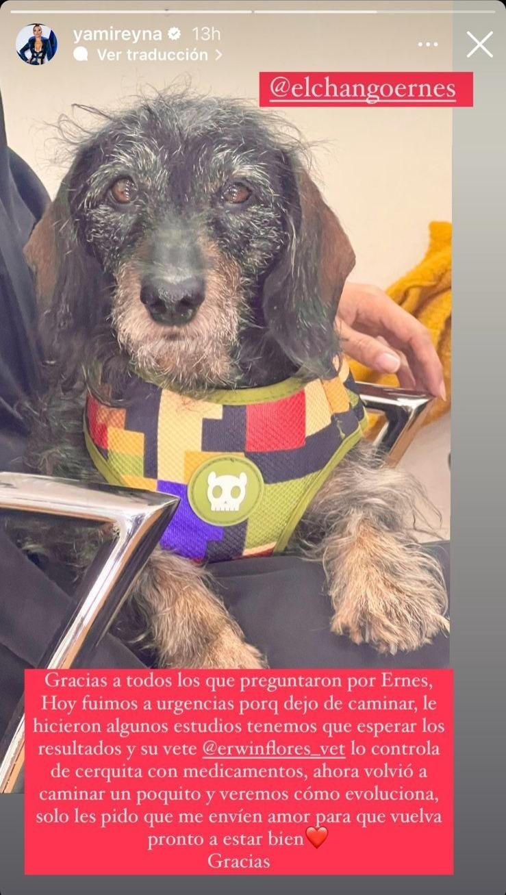 Yamila Reyna preocupa tras revelar complejo estado de salud de su perrito.