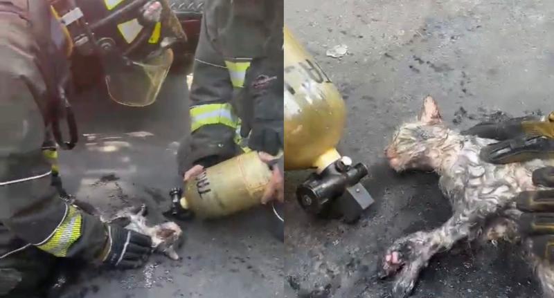 Bomberos salvó milagrosamente a un gatito en pleno incendio