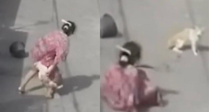 Gato se vengó de mujer que intentó mojarlo