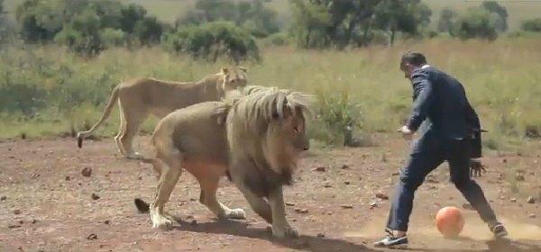 León jugando con un humano