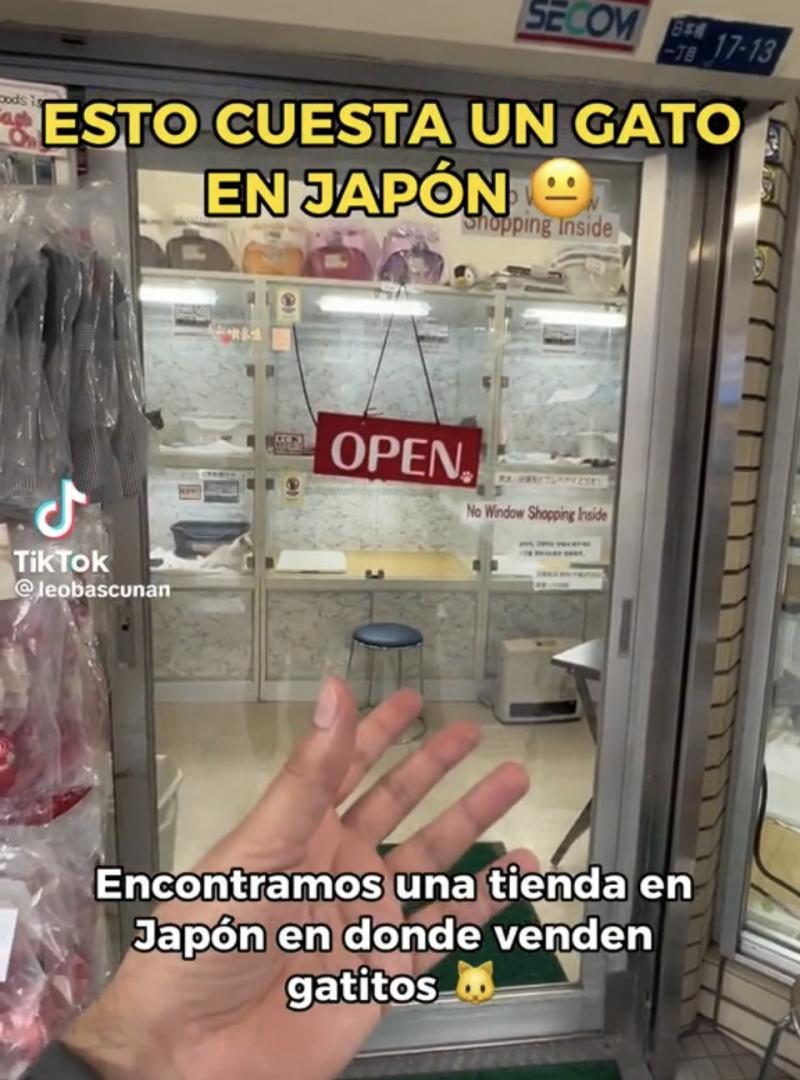 Chileno quedó impactado por los precios de los gatos en Japón
