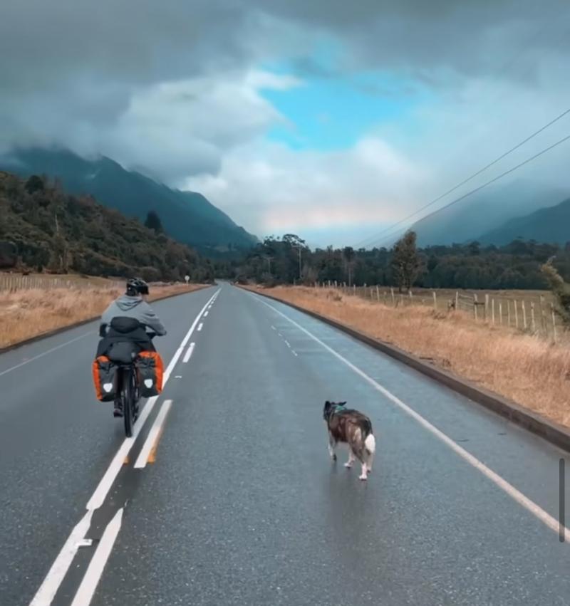 Turista estadounidense adoptó a perrita chilena